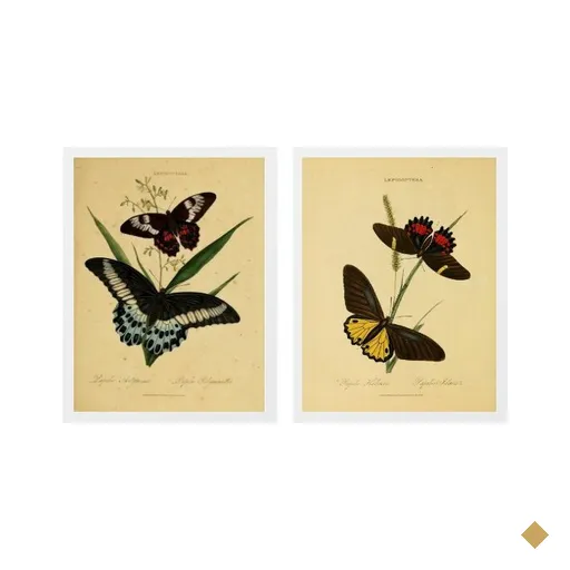 Kit 2 Quadros Borboletas Antigas 33x24cm:Madeira branca