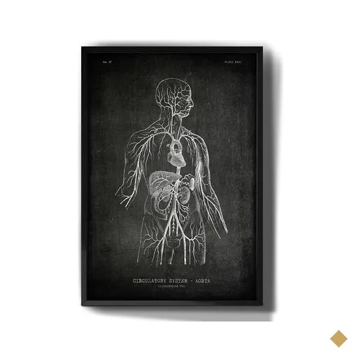 Quadro Decorativo Anatomia Humana Desenho Medicina