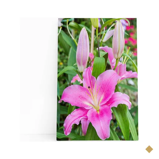 Quadro Lilium Brownii Rosa Flores Fotografia Canvas 100x70cm